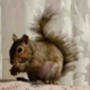 Meet your Posher, Connie